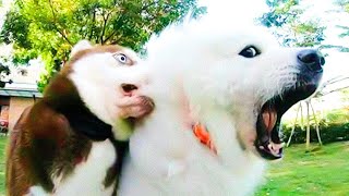 Hilarious Animal Clips 😂 - Ultimate Dogs 🐶 And Cats 😺 Videos