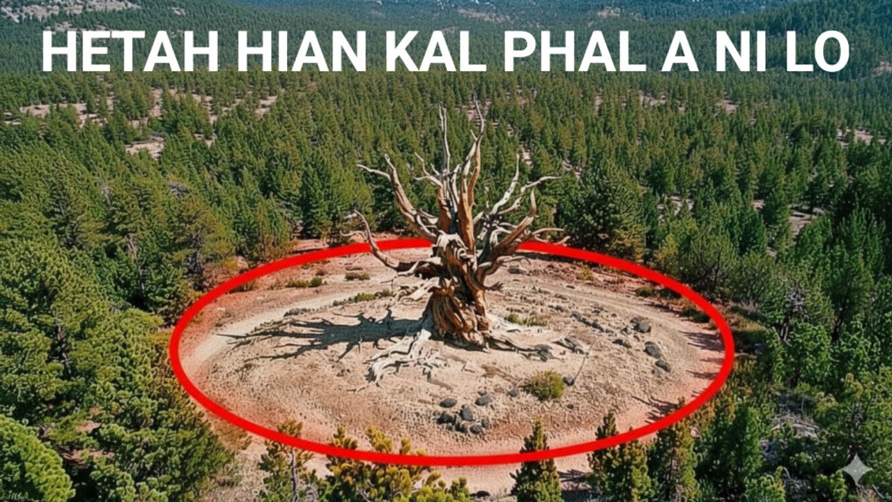 Khawvela Thingkung upa ber awmna hmun an thup... Enge a chhan ?? ||