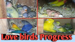 Love Birds Breeding Progress 2023 Love Birds Progress Love Birds Breeding Progress Resimi