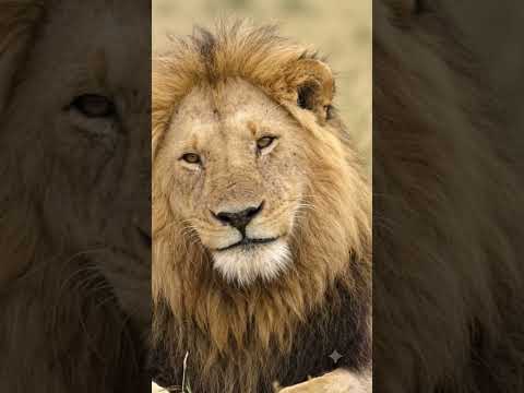 # #shortvideo #comedyshorts animals lover