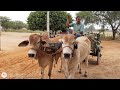 1/3.Feira do gado rompe gibão Estrela de Alagoas. AL. 13.12.2020