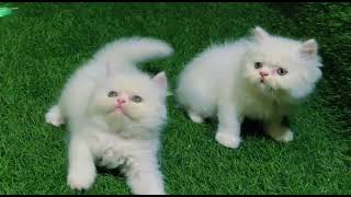 Show Quality Persian Kittens Available 7016209898