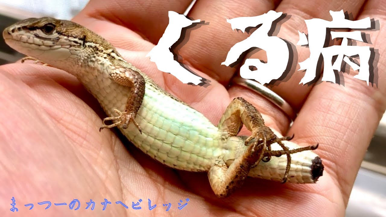 【治すことも可能】クル病と思われる症状🤕その原因と回復に必要なこと☀️