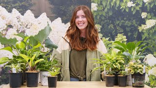 Celebrity Plant Highlight  - Hostas Net Worth