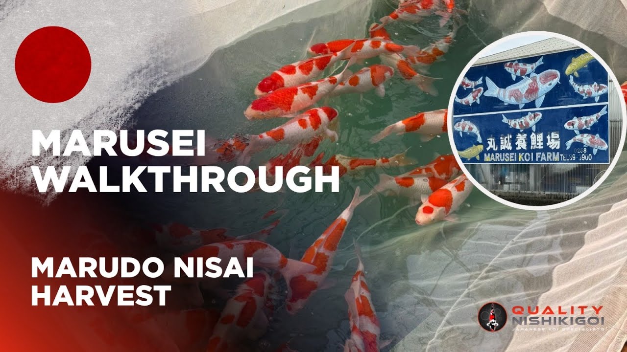 ПРОХОЖДЕНИЕ МАРУСЕЙ!! УНИЧТОЖЬТЕ УРОЖАЙ НИСАЙ!