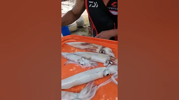船钓 活体 透抽 新鲜的狠 #光荣定置渔场 - 天天要闻