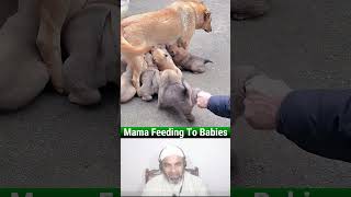 Funny Pets Videos Try Not To Laugh🤪🤣 EP 34 Cute Puppy Struggling For Milk🐶 #dogs #puppies #shorts