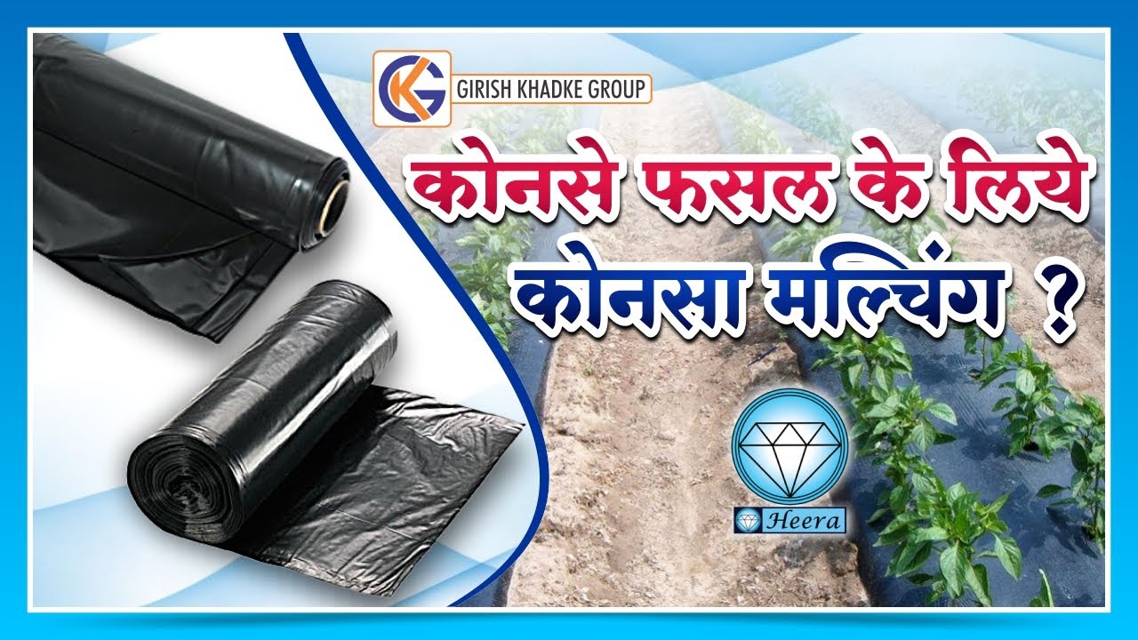 Mulching paper price, मल्चिंग पेपर लगाने के कई लाभ, sheet mulching