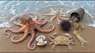 Ocean Foraging Wow Sea Urchin, Crabs, Mantis Shrimp, Octopus & Clams