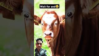 Httpsyoutubecomshortso8w8m16bd5wsipggw0tq2zucow cowcow comedyshorts 