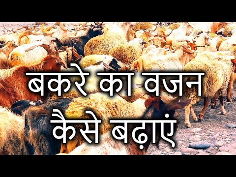 बकरी का संतुलित आहार