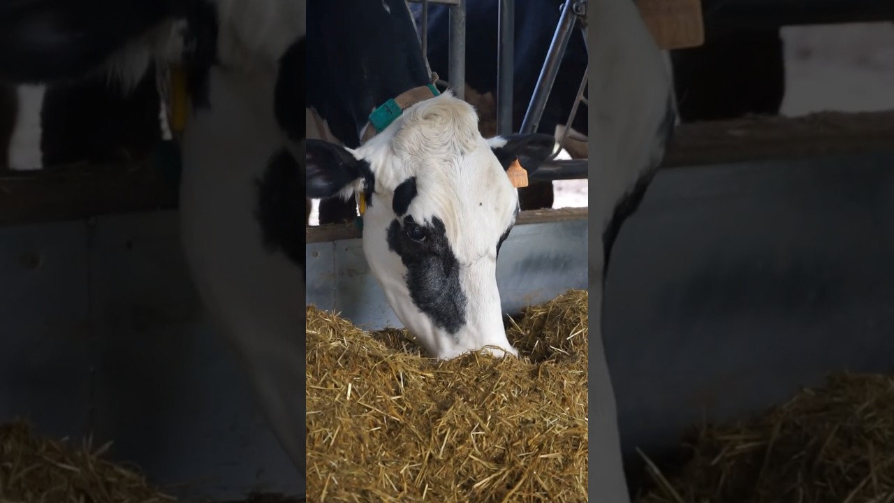 Preparem l'esmorzar de les vaques! 🐄🌾