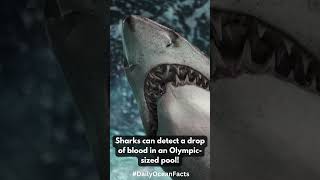 5 Jaw-Dropping Shark Facts You Need to Know! 🦈#shorts