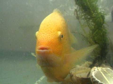 Смотреть клип Fish Dancing онлайн бесплатно в качестве Смотреть клип Fish Dancing онлайн бесплатно в качестве