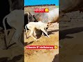 vitaminB1 Deficiency #cow #shorts