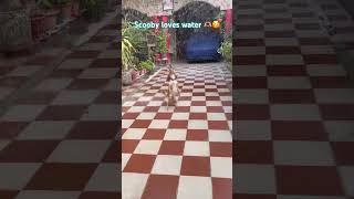 No pool needed, just water and Scooby’s excitement.#trending #dog #instagram #cute