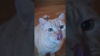 #cat timmi