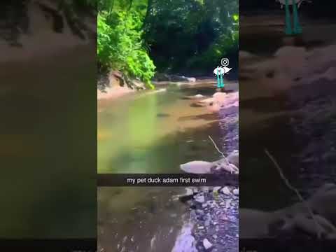 Adam Has Adamantly Fled Funny Funnymemes