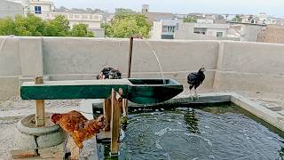 water Powered Pounder Corn MILL Live