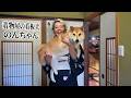 【出会いぬ】着物屋の看板犬 柴犬のんちゃん