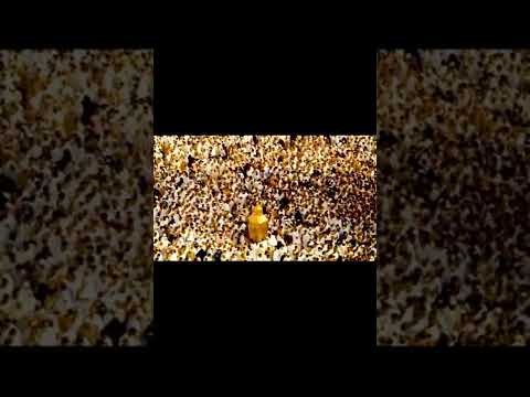 زرحه فرقة الخطمين الفنون الشعبية نيابة بركة الموز