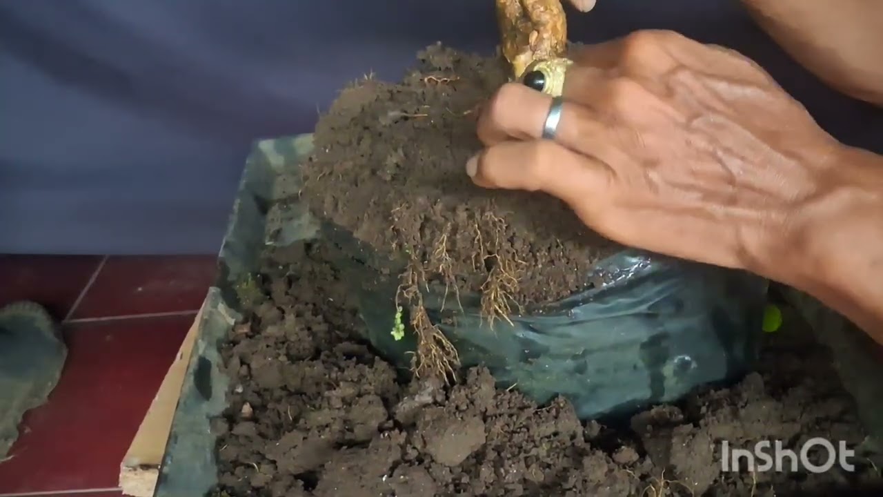 Lakukan hal ini agar perkembangan bhn cepet#perawatanbhnSancang#bonsaibali 