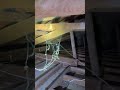 Massive Spider Infestation Found in Roof Cavity | Professional Spider Treatment Sydney