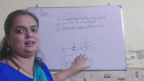 Class 3, Science, Chapter 5, Part 9 by Renu Yadav