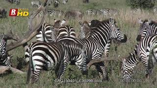 Itchy Zebra Scratch Its Belly Ultrahd 4K Stock Footage
