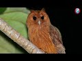 Hope Zoo curator highlights importance of owls amid leptospirosis outbreak