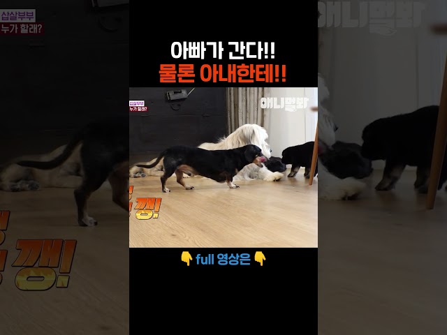 그래도 지나가긴 했잖아 #애니멀봐 #shorts
