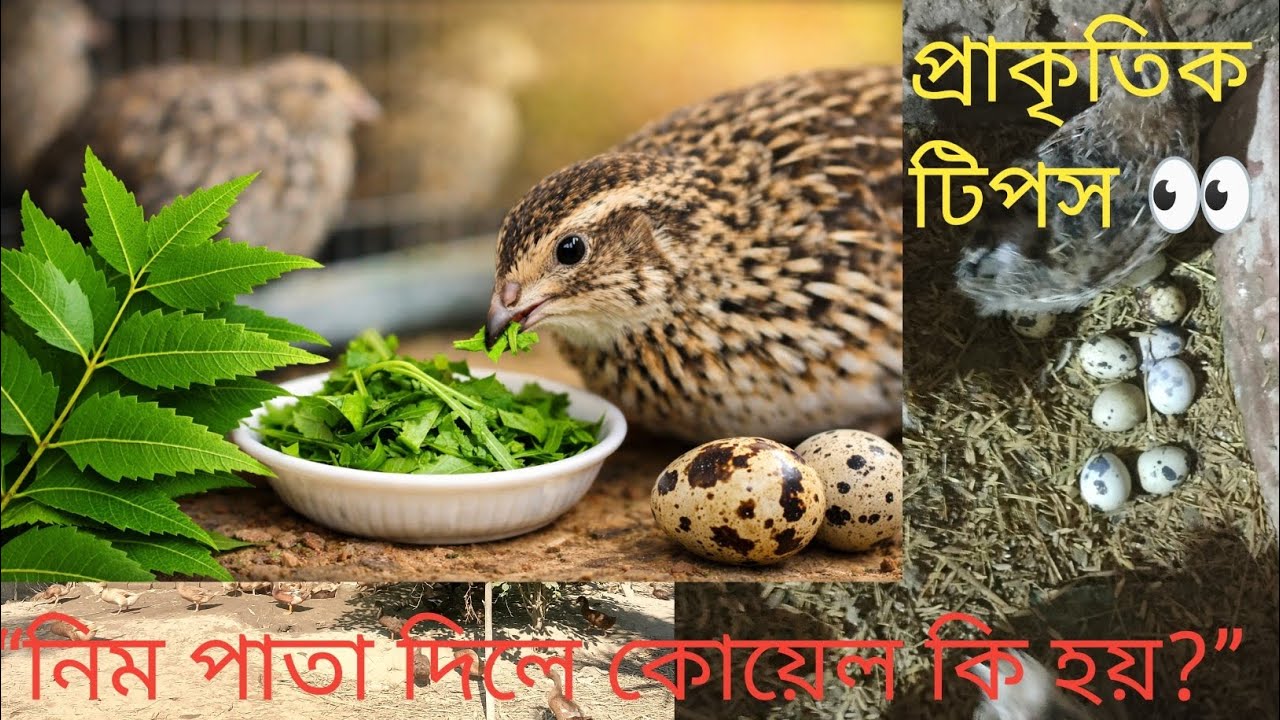 নিম পাতা কোয়েল পাখির জন্য কতটা উপকারী? সম্পূর্ণ গাইড