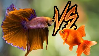 Is een betta of een goudvis beter Koop geen betta of goudvis voordat je dit hebt bekeken!