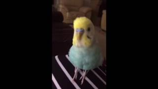 Halay çeken muhabbet kusu  une perruche qui danse