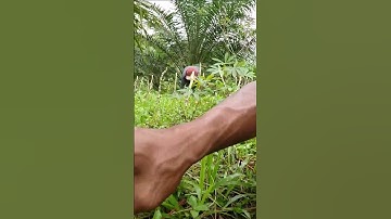 Harvesting cassava part 196 #shorts #farming #cassava #nature  #cassavaroots #cassavafarming