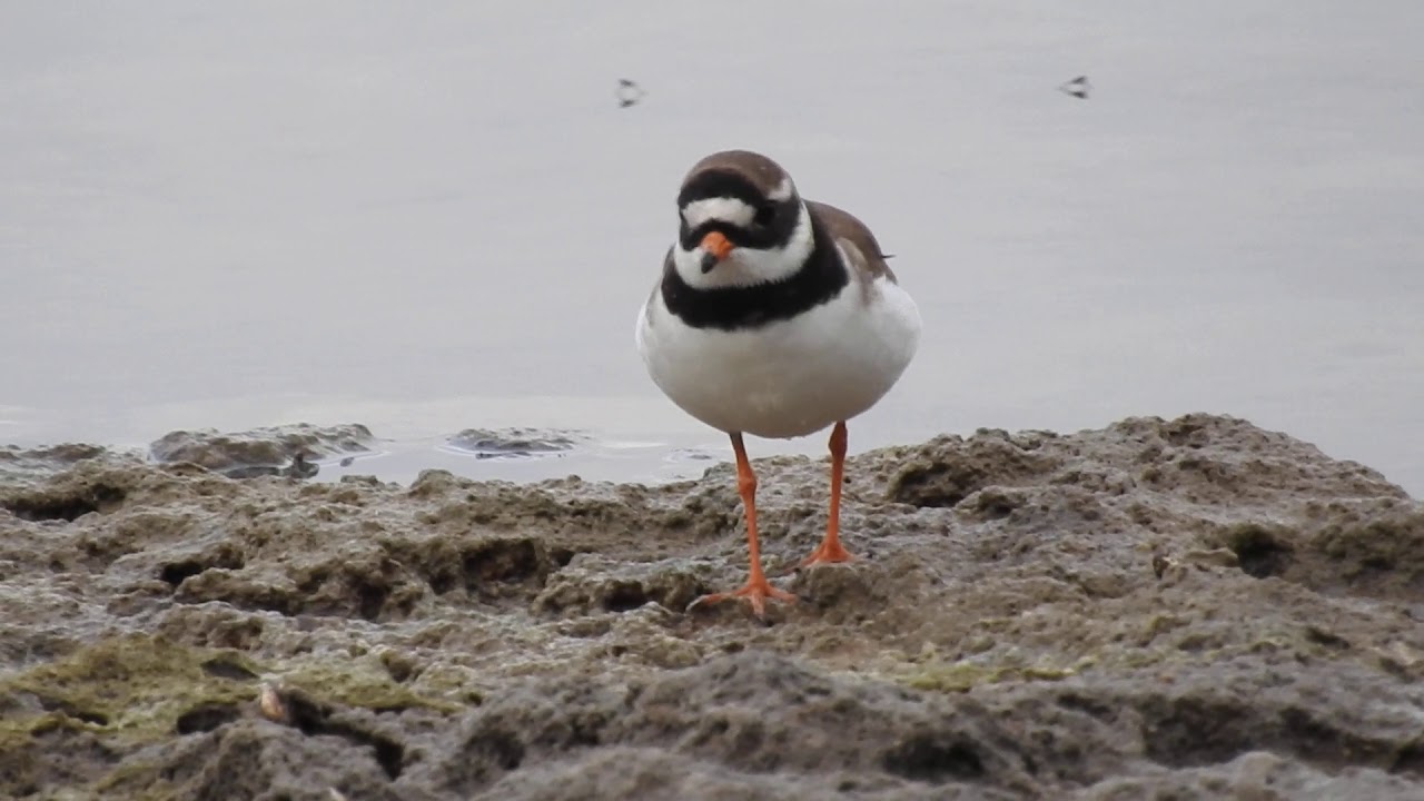 Ringed Plover, Corriere grosso (Charadrius hiaticula) 