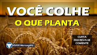 Voc Colhe O Que Planta  Linda Reflexo Para Sua Vida  Mensagem Frase Palavra