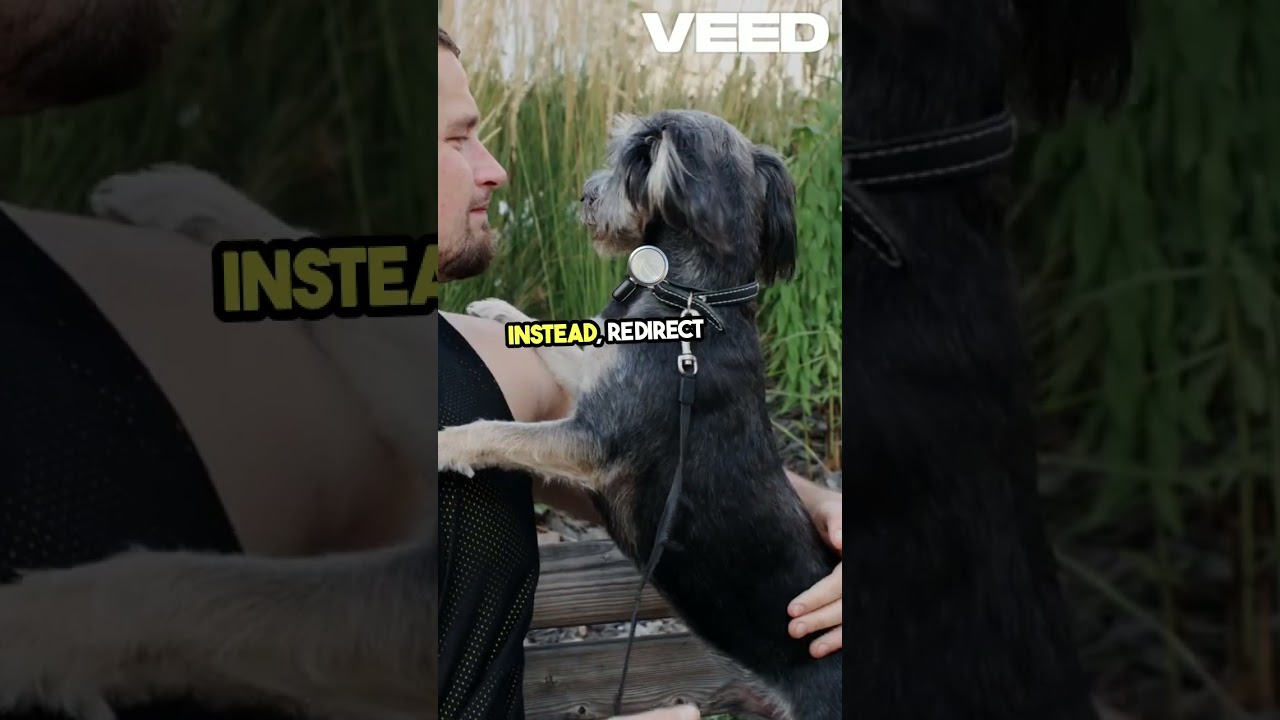 Transforming Rescue Dogs  Effective Training Tips! 