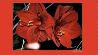 Holiday Greetings.m4v