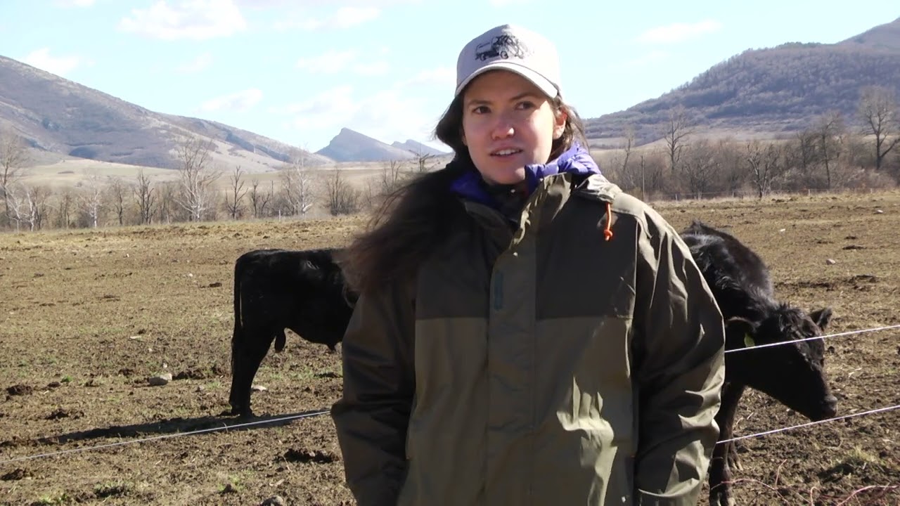 Животновъден дневник: Развитие на бизнес породата Абердийн Ангус в Чупрене, автор: Мирела Спасова