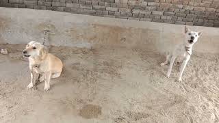 Dogs Sounds in pakistan@AnimalsTv167 Plz subscribe my youtube channel