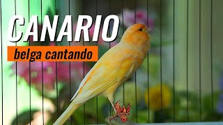 Esse Canário Belga cantando é tão incrível  #31 - Treinamento Canário - canario cantando