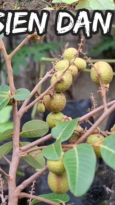 Intro Pak Tani Bs Terbaru #garden #gardening #kebun #pertanianorganik #shorts #shortvideo #paktanibs