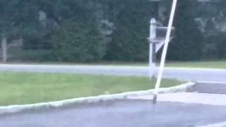 Bipedal Bear Seen Walking In Oak Ridge, N.j.