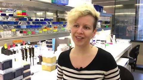 Noisy gene atlas to help reveal how plants ‘hedge their bets’ in race for survival