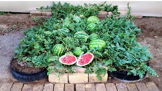 An easy way to grow watermelon on a car wheel