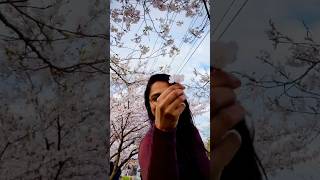 A Love Story in Cherry Blossoms 🌸❤️ Toronto Spring #lovestory #blossom