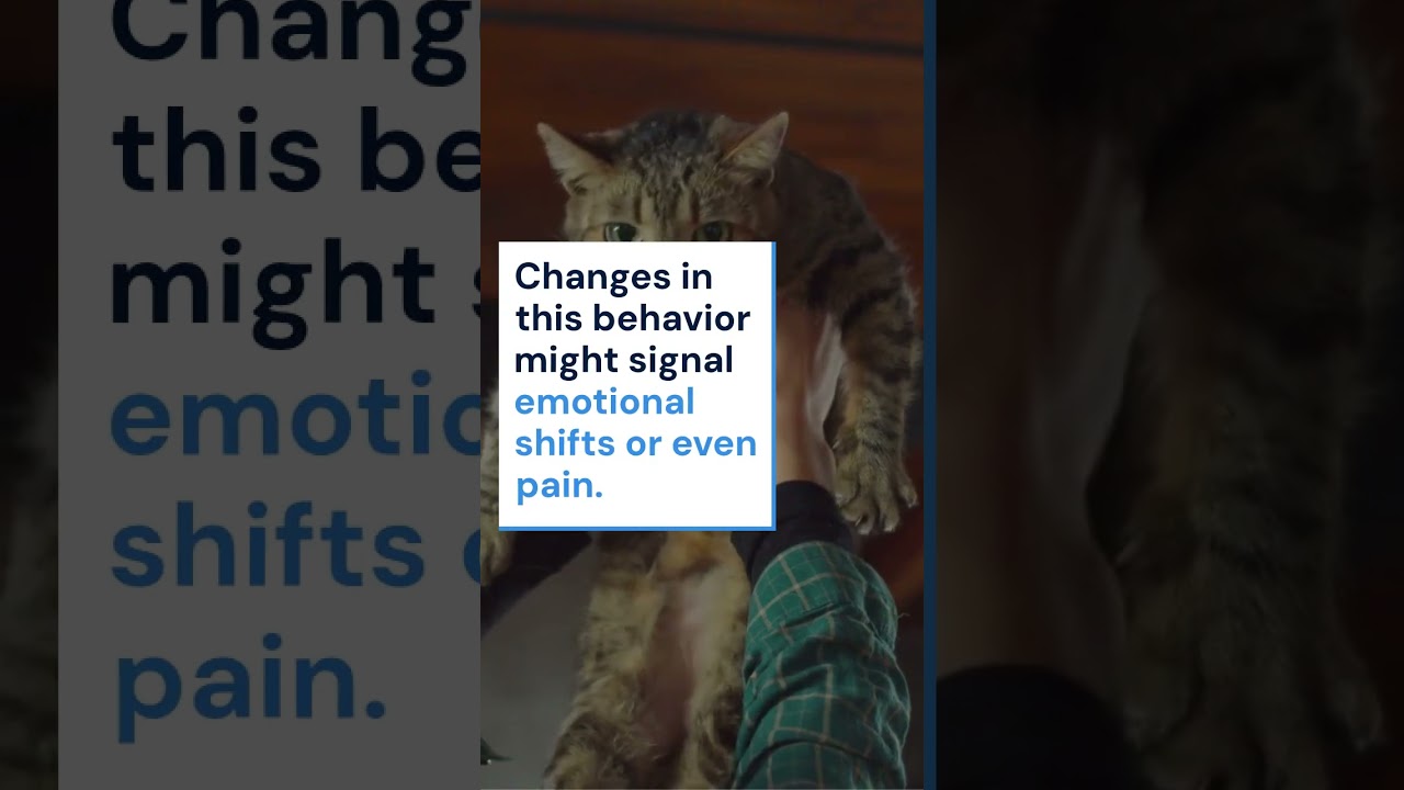 Why Cats Sit With Their Back to You 🐱  Trust or Warning 