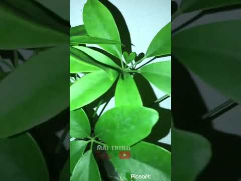 Video #01 VIDEO ngắn | Cây NGŨ GIA BÌ lá hình TRÁI TIM ???? - youtube