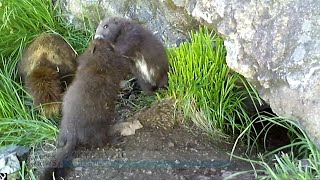 'More marmots than we have ever counted': Endangered species population on the rise